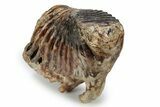 Woolly Mammoth Lower M Molar - North Sea Deposits #357022-2